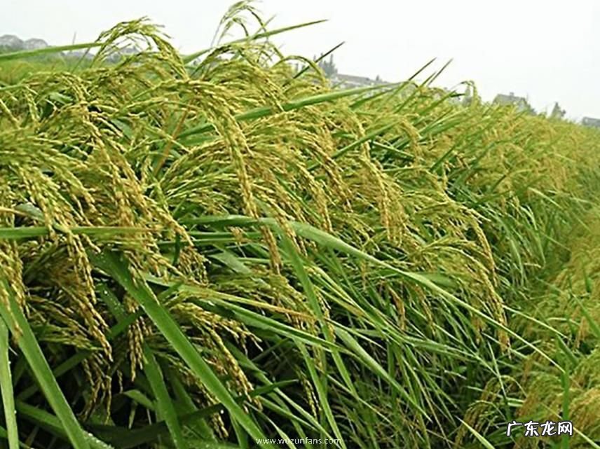 袁隆平的禾下乘凉梦成真了 “巨型稻”试种成功