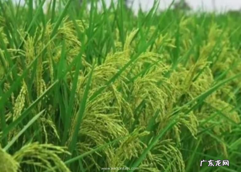 袁隆平的禾下乘凉梦成真了 “巨型稻”试种成功