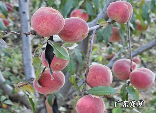 水蜜桃是几月份的水果