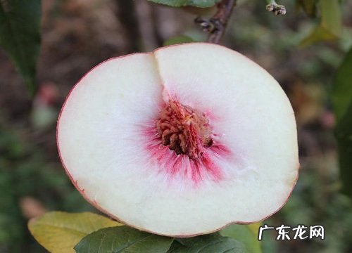 水蜜桃是几月份的水果