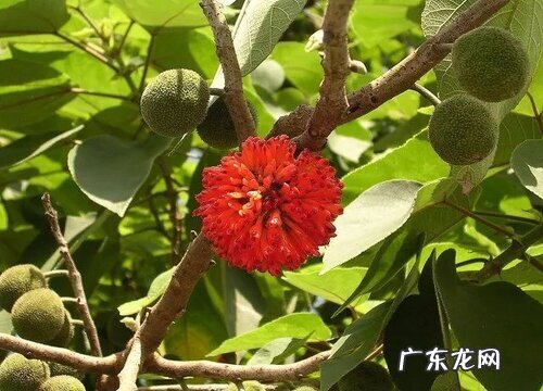 家里种构树对风水好吗