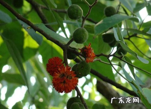 家里种构树对风水好吗