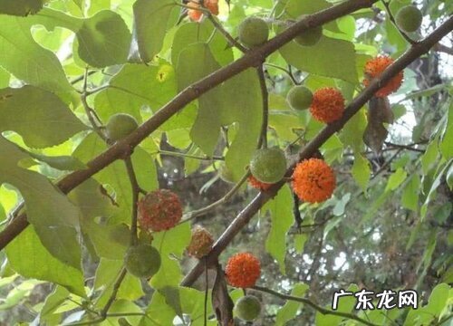 家里种构树对风水好吗