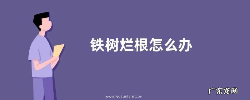 铁树烂根怎么办