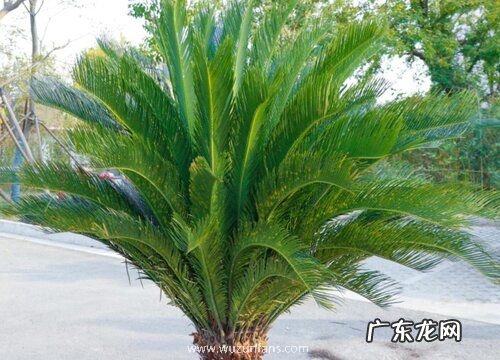 铁树烂根怎么办