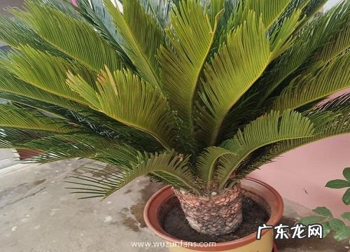 铁树烂根怎么办