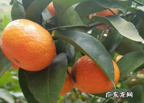 沙糖桔是几月份的水果