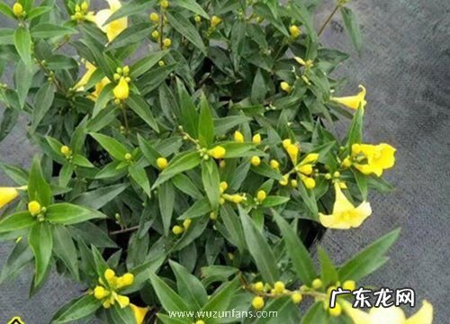 飘香藤能浇硫酸亚铁吗