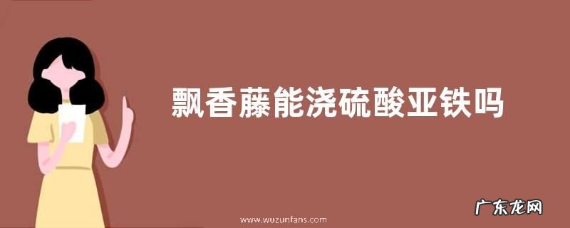 飘香藤能浇硫酸亚铁吗