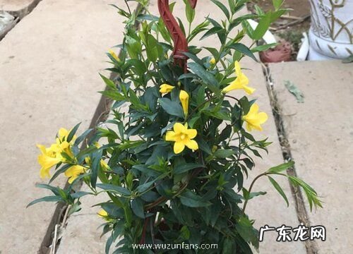 飘香藤能浇硫酸亚铁吗