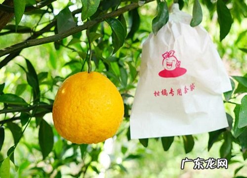 耙耙柑是几月份的水果