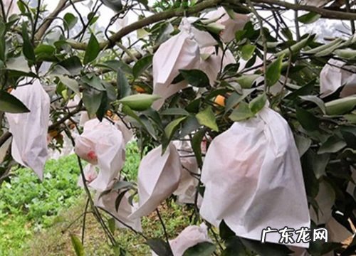 耙耙柑是几月份的水果