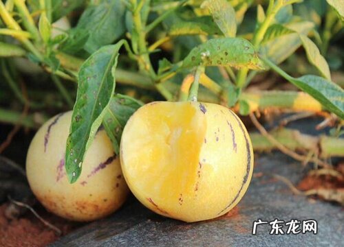 人参果哪里产的最好吃