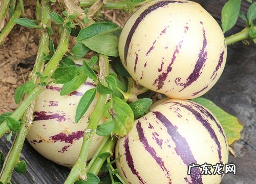 人参果哪里产的最好吃