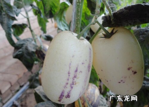 人参果哪里产的最好吃