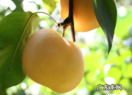 梨子是几月份的水果