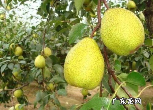 梨子是几月份的水果