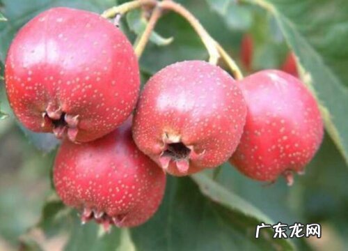 山楂是几月份的水果