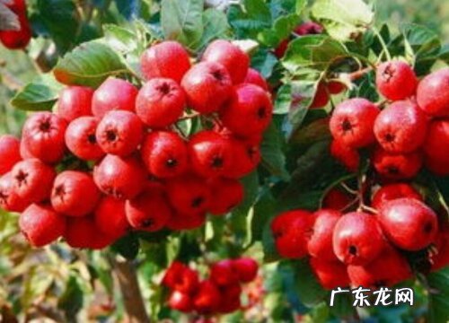 山楂是几月份的水果