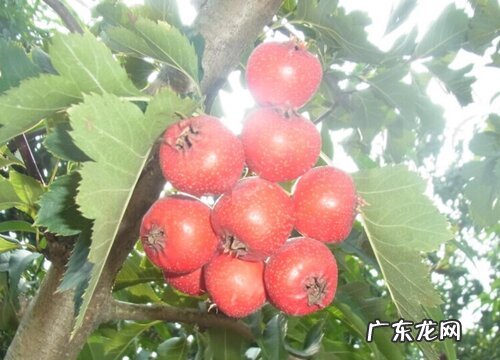 山楂是几月份的水果