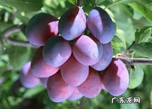 李子树喜阴还是喜阳