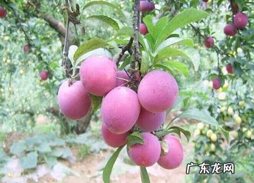 李子树喜阴还是喜阳