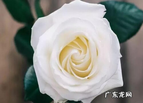 白玫瑰代表什么花语