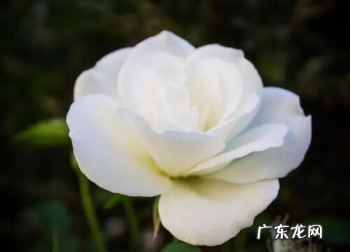 白玫瑰代表什么花语