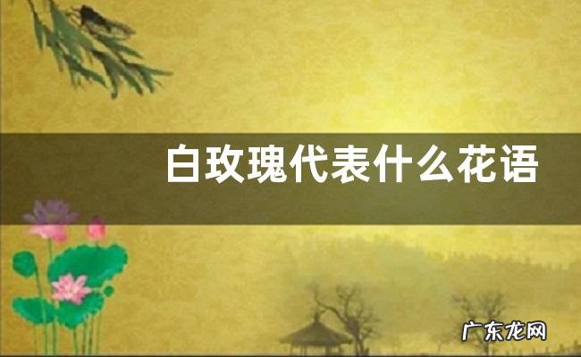 白玫瑰代表什么花语