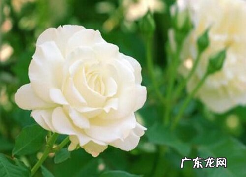 白玫瑰代表什么花语
