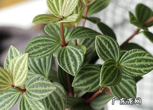 碧玉的寓意和象征风水