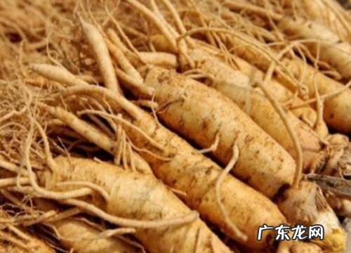 长白参是哪里的特产