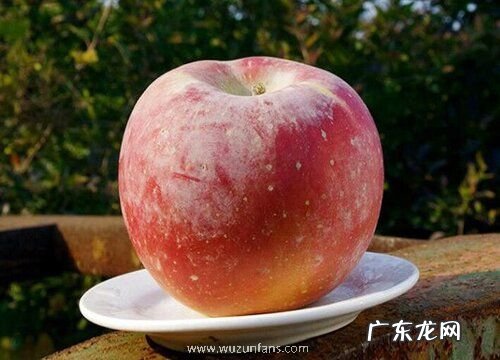 苹果哪里产的最好吃