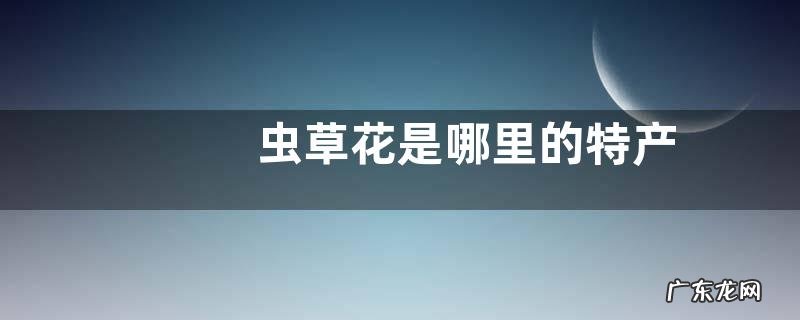 虫草花是哪里的特产