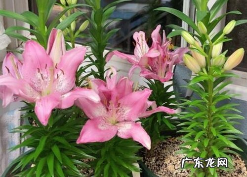 粉百合代表什么花语