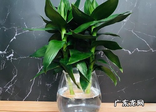 莲花竹的寓意和象征风水