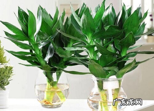 莲花竹的寓意和象征风水