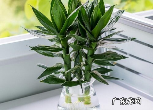 莲花竹的寓意和象征风水