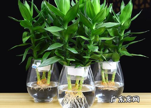 莲花竹的寓意和象征风水