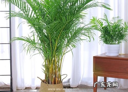 夏威夷椰子冬天怎么浇水 冬季浇水方法