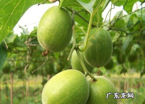 罗汉果是哪里的特产