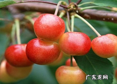 樱桃是几月份的水果