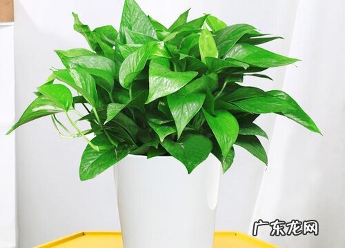 深秋适合种什么植物