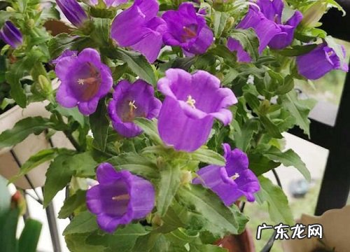 深秋适合种什么植物