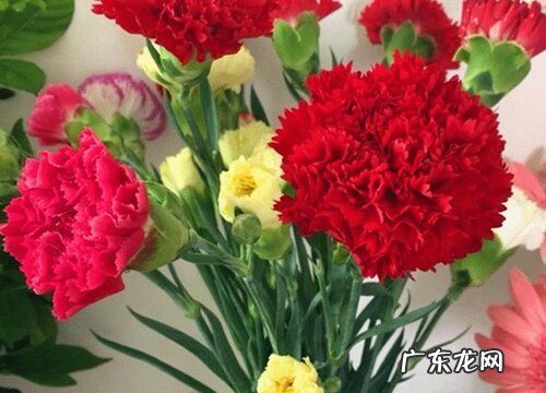 红色康乃馨代表什么花语