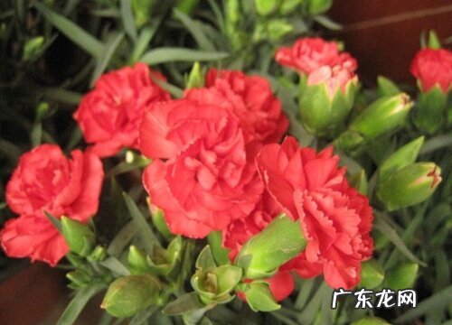 红色康乃馨代表什么花语