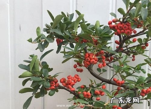 火棘冬天落叶吗