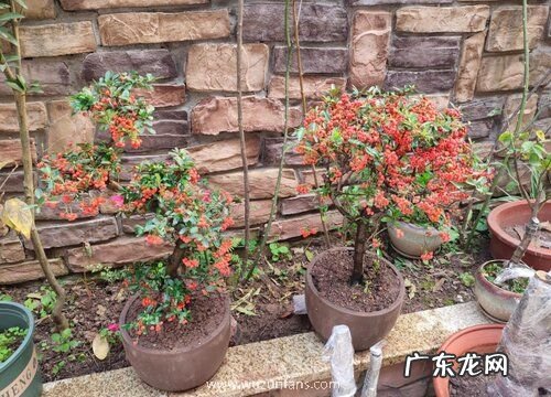 火棘冬天落叶吗