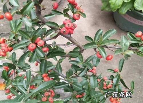 火棘冬天落叶吗