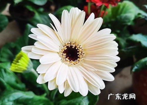 非洲菊水浇多了怎么办